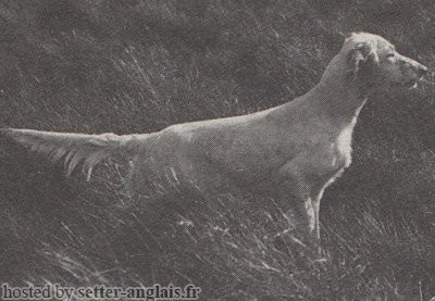 Setter Anglais LINGFIELD FLY Setter Anglais LINGFIELD FLY